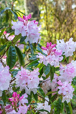 CAERHAYS_CASTLE_CORNWALL_CLOSE_UP_PLANT_PORTRAIT_OF_THE_PINK_FLOWERS_OF_A_RHODODENDRON_IN_THE_WOODLA