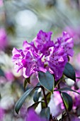 CAERHAYS CASTLE, CORNWALL: CLOSE UP PLANT PORTRAIT OF THE PURPLE FLOWERS OF RHODODENDRON DESQUAMATUM, INTRODUCED BY GEORGE FORREST FROM YUNNAN, CHINA IN 1917. SHRUB, APRIL, SPRING
