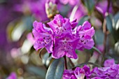 CAERHAYS CASTLE, CORNWALL: CLOSE UP PLANT PORTRAIT OF THE PURPLE FLOWERS OF RHODODENDRON DESQUAMATUM, INTRODUCED BY GEORGE FORREST FROM YUNNAN, CHINA IN 1917. SHRUB, APRIL, SPRING