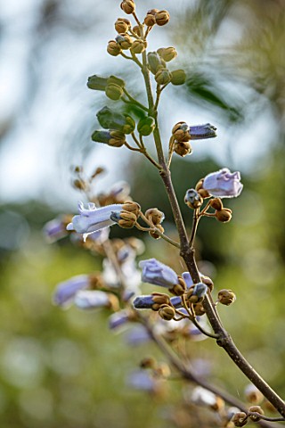 CAERHAYS_CASTLE_CORNWALL_CLOSE_UP_PLANT_PORTRAIT_OF_THE_LILAC_FLOWERS_OF_PAULOWNIA_TOMENTOSA_LILACIN