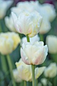 THE LAND GARDENERS, WARDINGTON MANOR, OXFORDSHIRE: CLOSE UP PLANT PORTRAIT OF WHITE, CREAM, PINK FLOWERS OF TULIP - TULIPA MONTREUX  . BULBS, PETALS, SPRING, APRIL, DOUBLE EARLY