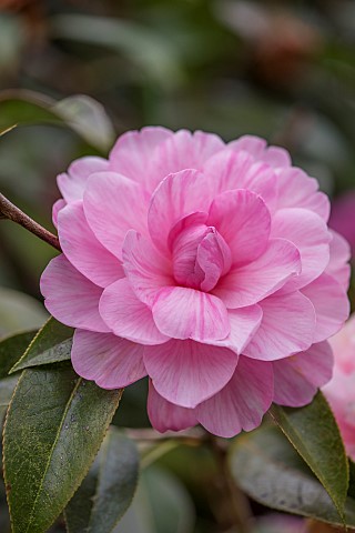 CAERHAYS_CASTLE_CORNWALL_CLOSE_UP_PLANT_PORTRAIT_OF_THE_PINK_FLOWER_OF_CAMELLIA_WILLIAMSII_GALAXIE_S