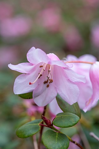 CAERHAYS_CASTLE_CORNWALL_CLOSE_UP_PLANT_PORTRAIT_OF_THE_PINK_FLOWER_OF_RHODODENDRON_WILLIAMSIANUM_SH