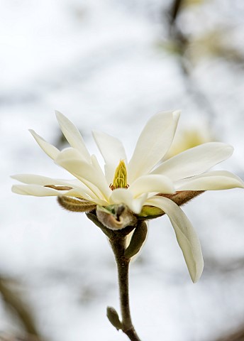 CAERHAYS_CASTLE_CORNWALL_CLOSE_UP_PLANT_PORTRAIT_OF_THE_WHITE_YELLOW_FLOWER_OF_MAGNOLIA_GOLDSTAR__SH