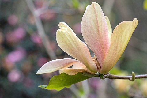 CAERHAYS_CASTLE_CORNWALL_CLOSE_UP_PLANT_PORTRAIT_OF_THE_PINK_AND_YELLOW_FLOWER_OF_MAGNOLIA_TROPICANA