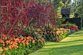 PASHLEY MANOR GARDEN, EAST SUSSEX. SPRING - LAWN AND BORDER WITH TULIPS - TULIPA ORANGE EMPEROR, PHORMIUM AND COTINUS. BULBS, ENGLISH, COUNTRY, HOT, ORANGE, RED, FLOWERS