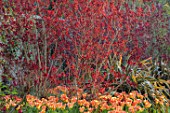 PASHLEY MANOR GARDEN, EAST SUSSEX. SPRING - BORDER WITH TULIPS - TULIPA ORANGE EMPEROR, PHORMIUM AND COTINUS. BULBS, ENGLISH, COUNTRY, HOT, ORANGE, RED, FLOWERS