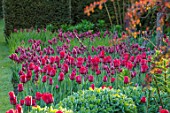 PASHLEY MANOR GARDEN, EAST SUSSEX. SPRING, BORDER, TULIPS - TULIPA ILE DE FRANCE AND TULIPA RED GEORGETTE. BULBS, ORANGE, RED, FLOWERS, COUNTRY, ENGLISH, HOT, APRIL