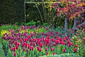 PASHLEY MANOR GARDEN, EAST SUSSEX. SPRING, BORDER, TULIPS - TULIPA ILE DE FRANCE AND TULIPA RED GEORGETTE. BULBS, ORANGE, RED, FLOWERS, COUNTRY, ENGLISH, HOT, APRIL