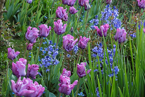 PASHLEY_MANOR_GARDEN_EAST_SUSSEX_SPRING__PLANT_ASSOCIATION__TULIPA_BLUE_PARROT_BLUEBELLS_BULBS_COUNT