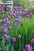 PASHLEY MANOR GARDEN, EAST SUSSEX. SPRING - PLANT ASSOCIATION - TULIPA BLUE PARROT, BLUEBELLS, BULBS, COUNTRY, SPRING, FLOWERS, PURPLE, FLOWERING, COMBINATION