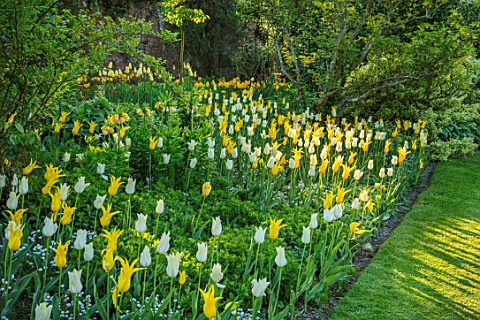 PASHLEY_MANOR_GARDEN_EAST_SUSSEX_SPRING__LAWN_AND_BORDER_OF_TULIPS__TULIPA_MOONLIGHT_GIRL_AND_TULIPA