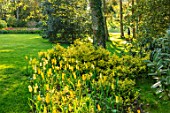 PASHLEY MANOR GARDEN, EAST SUSSEX. SPRING - LAWN AND BORDER OF TULIPS - TULIPA MOONLIGHT GIRL AND TULIPA WESTPOINT. BULBS, COUNTRY, APRIL, YELLOW, WHITE, BLOOMS, FLOWERS