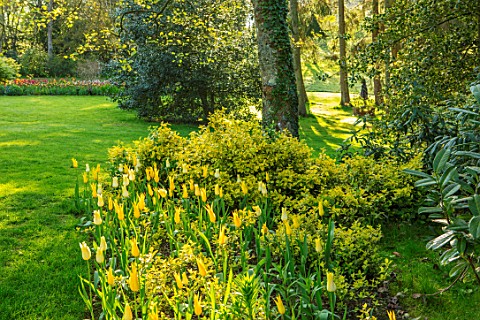 PASHLEY_MANOR_GARDEN_EAST_SUSSEX_SPRING__LAWN_AND_BORDER_OF_TULIPS__TULIPA_MOONLIGHT_GIRL_AND_TULIPA