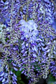 PASHLEY MANOR GARDEN, EAST SUSSEX. SPRING. CLOSE UP PLANT PORTRAIT OF THE BLUE FLOWERS OF WISTERIA - PURPLE, APRIL, SCENT, SCENTED, FRAGRANT, FRAGRANCE, CLIMBER, CLIMBING