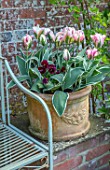 PASHLEY MANOR GARDEN, EAST SUSSEX. SPRING - THE WALLED KITCHEN GARDEN - TERRACOTTA CONTAINER WITH TULIPA CHINA TOWN. BENCH, APRIL, BULBS, PINK, GREEN, POT