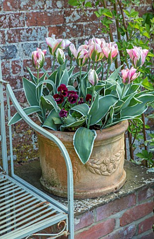 PASHLEY_MANOR_GARDEN_EAST_SUSSEX_SPRING__THE_WALLED_KITCHEN_GARDEN__TERRACOTTA_CONTAINER_WITH_TULIPA