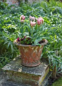 PASHLEY MANOR GARDEN, EAST SUSSEX. SPRING - THE WALLED KITCHEN GARDEN - TERRACOTTA CONTAINER WITH TULIPA CHINA TOWN. APRIL, BULBS, PINK, GREEN, POT, CARDOONS