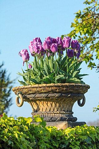 PASHLEY_MANOR_GARDEN_EAST_SUSSEX_SPRING__CONTAINER_IN_POOL_GARDEN_PLANTED_WITH_PINK_PURPLE_FLOWERS_O
