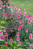PASHLEY MANOR GARDEN, EAST SUSSEX. SPRING. BORDER BY LAWN PLANTED WITH PINK AND WHITE FLOWERS OF TULIP - TULIPA DREAMLAND. BULBS, APRIL, FLOWER