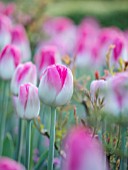 PASHLEY MANOR GARDEN, EAST SUSSEX. SPRING. BORDER BY LAWN PLANTED WITH PINK AND WHITE FLOWER OF TULIP - TULIPA DREAMLAND. BULBS, APRIL, FLOWER
