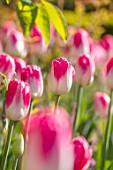 PASHLEY MANOR GARDEN, EAST SUSSEX. SPRING. BORDER BY LAWN PLANTED WITH PINK AND WHITE FLOWERS OF TULIP - TULIPA DREAMLAND. BULBS, APRIL, FLOWER
