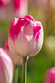 PASHLEY MANOR GARDEN, EAST SUSSEX. SPRING. CLOSE UP PLANT PORTRAIT OF THE PINK AND WHITE FLOWERS OF TULIP - TULIPA DREAMLAND. BULBS, APRIL, FLOWER