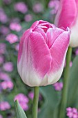 PASHLEY MANOR GARDEN, EAST SUSSEX. CLOSE UP PLANT PORTRAIT OF THE PINK AND WHITE FLOWERS OF TULIP - TULIPA INNUENDO. BULBS, APRIL, FLOWER, SPRING