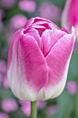 PASHLEY MANOR GARDEN, EAST SUSSEX. CLOSE UP PLANT PORTRAIT OF THE PINK AND WHITE FLOWERS OF TULIP - TULIPA INNUENDO. BULBS, APRIL, FLOWER, SPRING