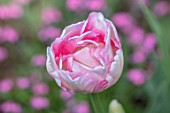 PASHLEY MANOR GARDEN, EAST SUSSEX. CLOSE UP PLANT PORTRAIT OF THE PINK AND WHITE FLOWERS OF TULIP - TULIPA ANGELIQUE. BULBS, APRIL, FLOWER, SPRING