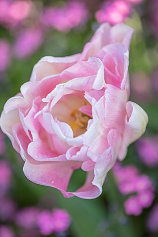 PASHLEY_MANOR_GARDEN_EAST_SUSSEX_CLOSE_UP_PLANT_PORTRAIT_OF_THE_PINK_AND_WHITE_FLOWERS_OF_TULIP__TUL