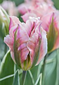 PASHLEY MANOR GARDEN, EAST SUSSEX. CLOSE UP PLANT PORTRAIT OF THE PINK AND GREEN FLOWER OF TULIP - TULIPA CHINA TOWN. BULBS, APRIL, FLOWER, SPRING