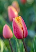 PASHLEY MANOR GARDEN, EAST SUSSEX. CLOSE UP PLANT PORTRAIT OF THE PINK AND YELLOW FLOWER OF TULIP - TULIPA LAMBADA. BULBS, APRIL, FLOWER, SPRING