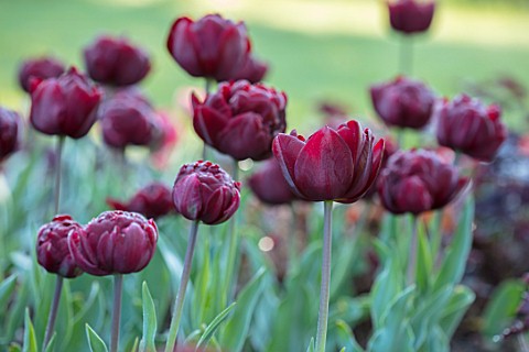PASHLEY_MANOR_GARDEN_EAST_SUSSEX_CLOSE_UP_PLANT_PORTRAIT_OF_THE_DARK_RED_FLOWERS_OF_TULIP__TULIPA_UN