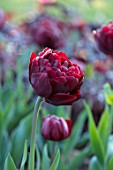 PASHLEY MANOR GARDEN, EAST SUSSEX. CLOSE UP PLANT PORTRAIT OF THE DARK RED FLOWER OF TULIP - TULIPA UNCLE TOM. BULBS, APRIL, FLOWER, SPRING, DOUBLE, CHOCOLATE, PLUM