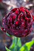 PASHLEY MANOR GARDEN, EAST SUSSEX. CLOSE UP PLANT PORTRAIT OF THE DARK RED FLOWERS OF TULIP - TULIPA UNCLE TOM. BULBS, APRIL, FLOWER, SPRING, DOUBLE, CHOCOLATE, PLUM