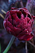 PASHLEY MANOR GARDEN, EAST SUSSEX. CLOSE UP PLANT PORTRAIT OF THE DARK RED FLOWERS OF TULIP - TULIPA UNCLE TOM. BULBS, APRIL, FLOWER, SPRING, DOUBLE, CHOCOLATE, PLUM