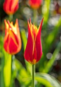 PASHLEY MANOR GARDEN, EAST SUSSEX. CLOSE UP PLANT PORTRAIT OF THE RED AND YELLOW  FLOWERS OF TULIP - TULIPA FLY AWAY. BULBS, APRIL, FLOWER, SPRING