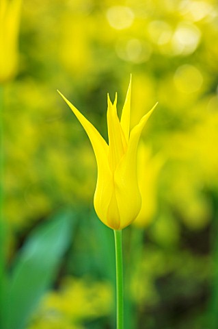 PASHLEY_MANOR_GARDEN_EAST_SUSSEX_CLOSE_UP_PLANT_PORTRAIT_OF_YELLOW__FLOWER_OF_TULIP__TULIPA_WESTPOIN