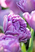 PASHLEY MANOR GARDEN, EAST SUSSEX. CLOSE UP PLANT PORTRAIT OF LILAC, PINK FLOWER OF TULIP - TULIPA LILAC PERFECTION. BULBS, APRIL, FLOWER, SPRING