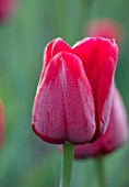 PASHLEY MANOR GARDEN, EAST SUSSEX. CLOSE UP PLANT PORTRAIT OF RED FLOWER OF TULIP - TULIPA ILE DE FRANCE. BULBS, APRIL, FLOWER, SPRING