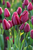 PASHLEY MANOR GARDEN, EAST SUSSEX. CLOSE UP PLANT PORTRAIT OF RED FLOWER OF TULIP - TULIPA RED GEORGETTE. BULBS, APRIL, FLOWER, SPRING