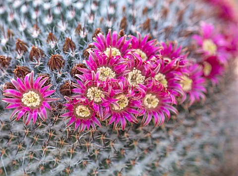 CHESTER_ZOO_CHESHIRE_CACTUS_IN_FLOWER_IN_THE_CACTUS_GREENHOUSE_SPRING_APRIL_BLOOM_BLOOMING_PINK_PETA