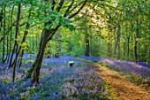 HOLE PARK, KENT: THE BLUEBELL WOOD IN SPRING. MAY, FLOWERS, WOODLAND, BULBS, DRIFTS, SCENTED, FRAGRANT, WOODS, PATH, PATHWAYS, SHADE, SHADY, COUNTRY, GARDENS, ENGLISH, BENCH, SEAT