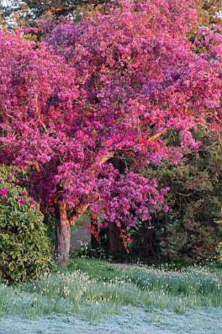 HOLE_PARK_KENT_PINK_BLOSSOM_ON_CRAB_APPLE__MALUS_PROFUSION_WOODS_COUNTRY_GARDENS_ENGLISH_MAY_SPRING