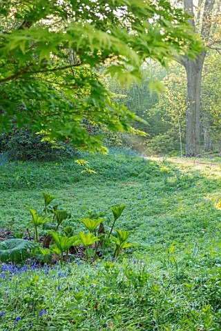 HOLE_PARK_KENT_POND_POOL_WOODS_WOODLAND_SPRING_MAY_BLUEBELLS_NATURALISED_BULBS_MEADOWS_GREEN_GIANT_G