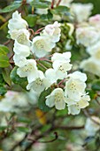 HOLE PARK, KENT: CLOSE UP OF WHITE, CREAM FLOWER OF RHODODENDRON IN THE WOODLAND. SHRUB, FLOWER, FLOWERS, SPRING, MAY, SHADE, SHADY