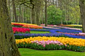 KEUKENHOF, NETHERLANDS: HOLLAND, TULIPS. MUSCARI AND LAWN. WOODS, WOODLAND, FORMAL, FLOWERS, BLOOMS, BLOOMING, MAY, SPRING