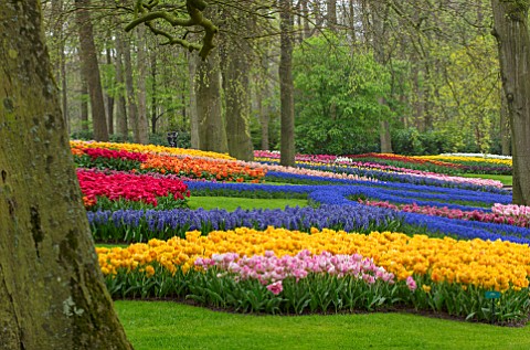 KEUKENHOF_NETHERLANDS_HOLLAND_TULIPS_MUSCARI_AND_LAWN_WOODS_WOODLAND_FORMAL_FLOWERS_BLOOMS_BLOOMING_