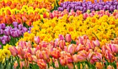 KEUKENHOF, NETHERLANDS: HOLLAND, MASSED PLANTINGS OF TULIPS AND NARCISSI. NARCISSUS. FORMAL, FLOWERS, BLOOMS, BLOOMING, MAY, SPRING, BULB, BULBS